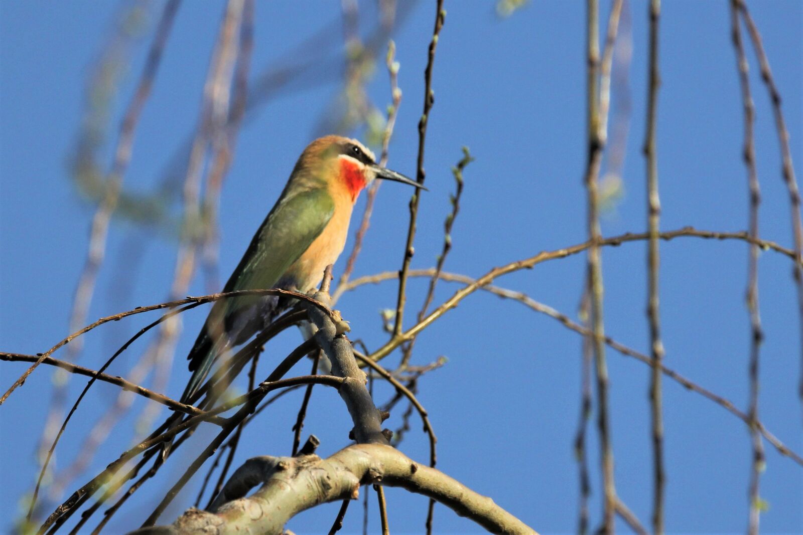 Canon EF 70-200mm F2.8L IS II USM sample photo. White fronted bee-eater, branch photography