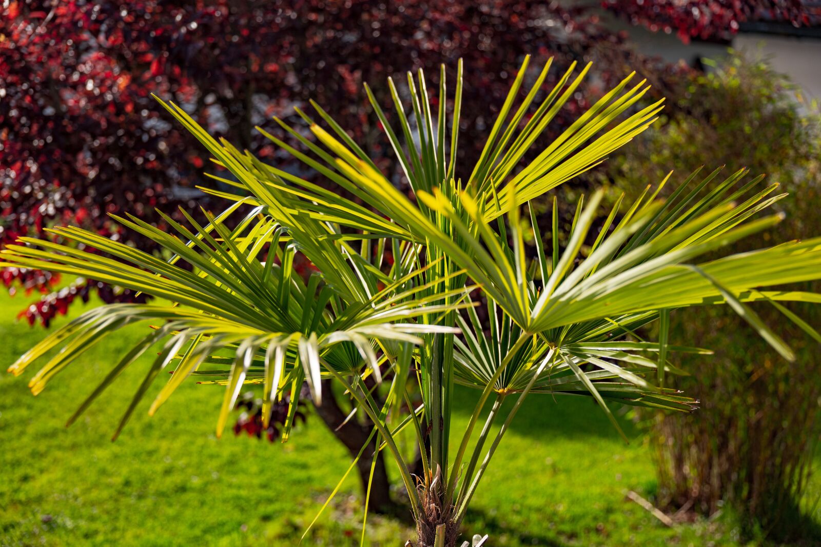 Leica Vario-Elmarit-SL 24-90mm F2.8-4 ASPH sample photo. Palm, garden, nature photography
