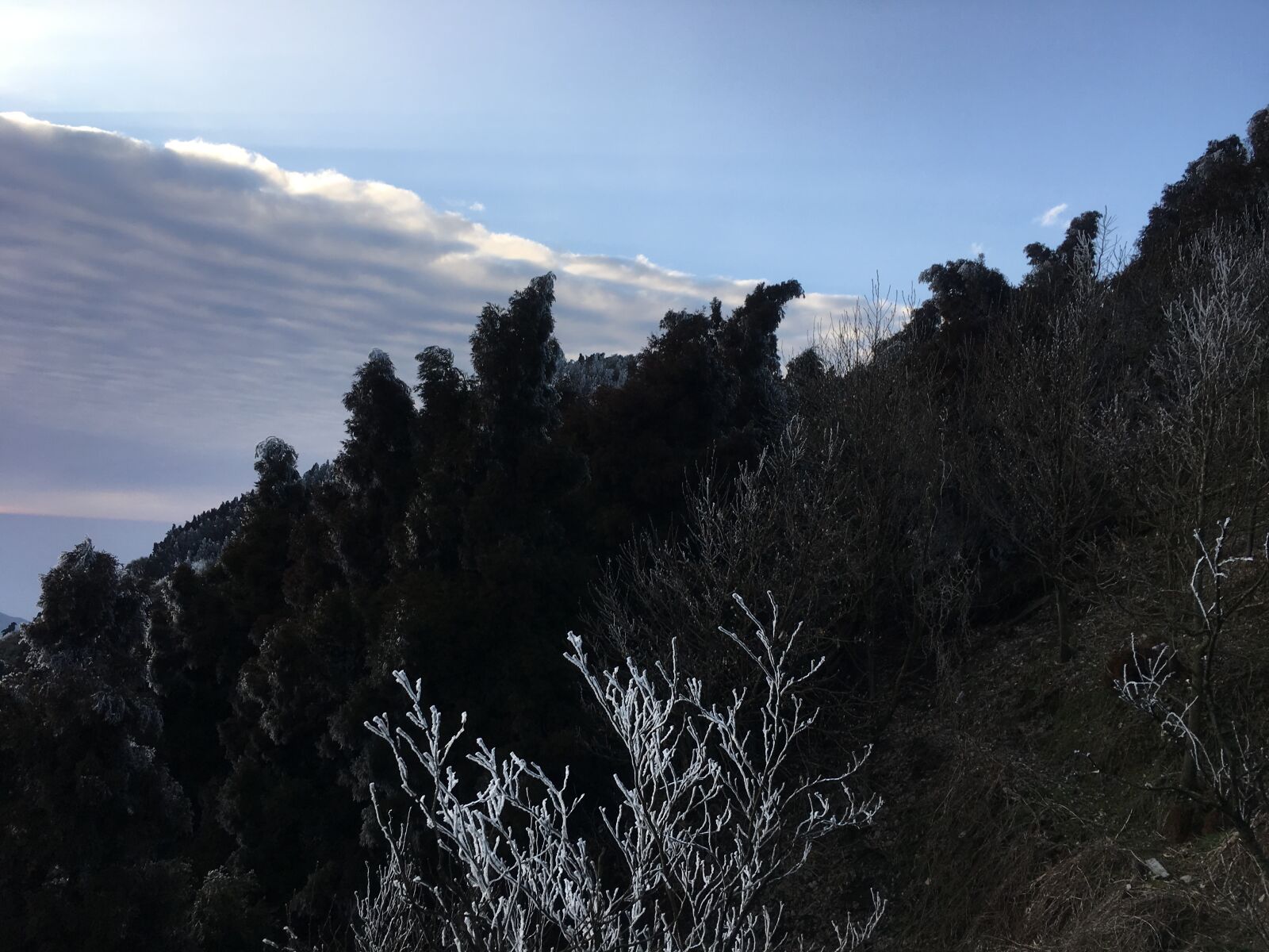 Apple iPhone 6s sample photo. Snow, mountain, tree photography