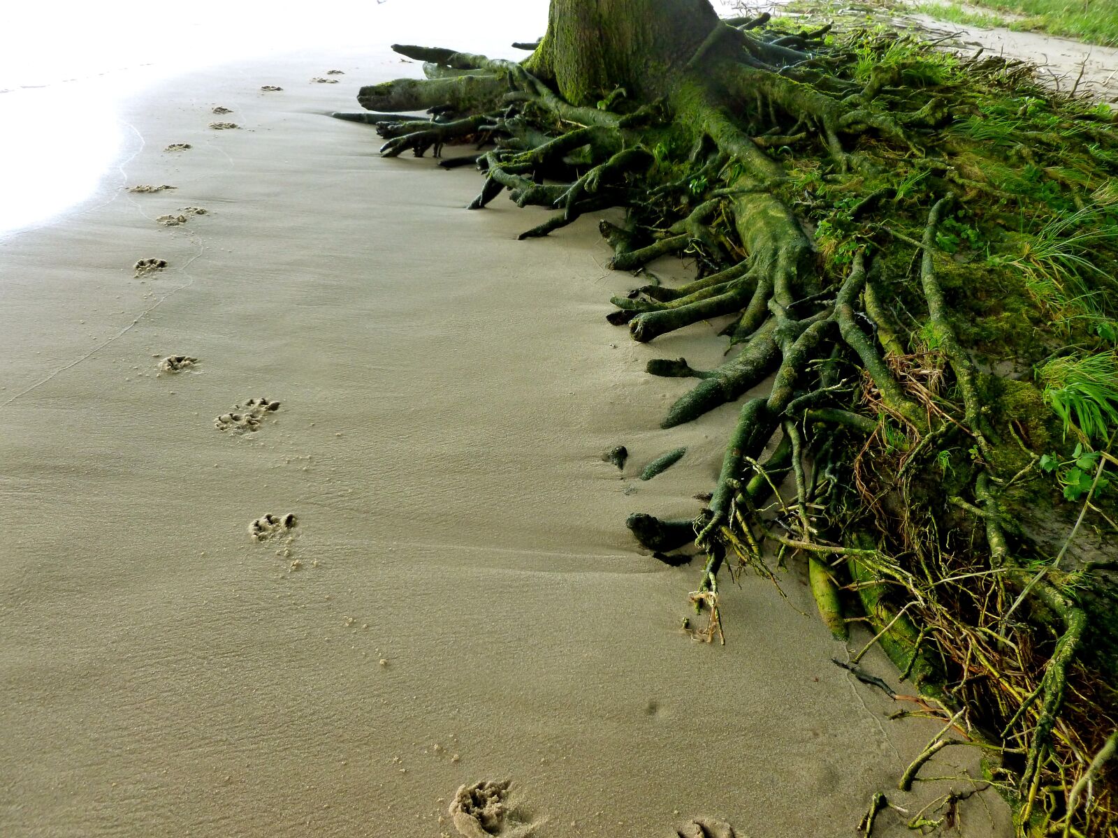 Panasonic DMC-FS37 sample photo. Animal tracks, dog, dog photography