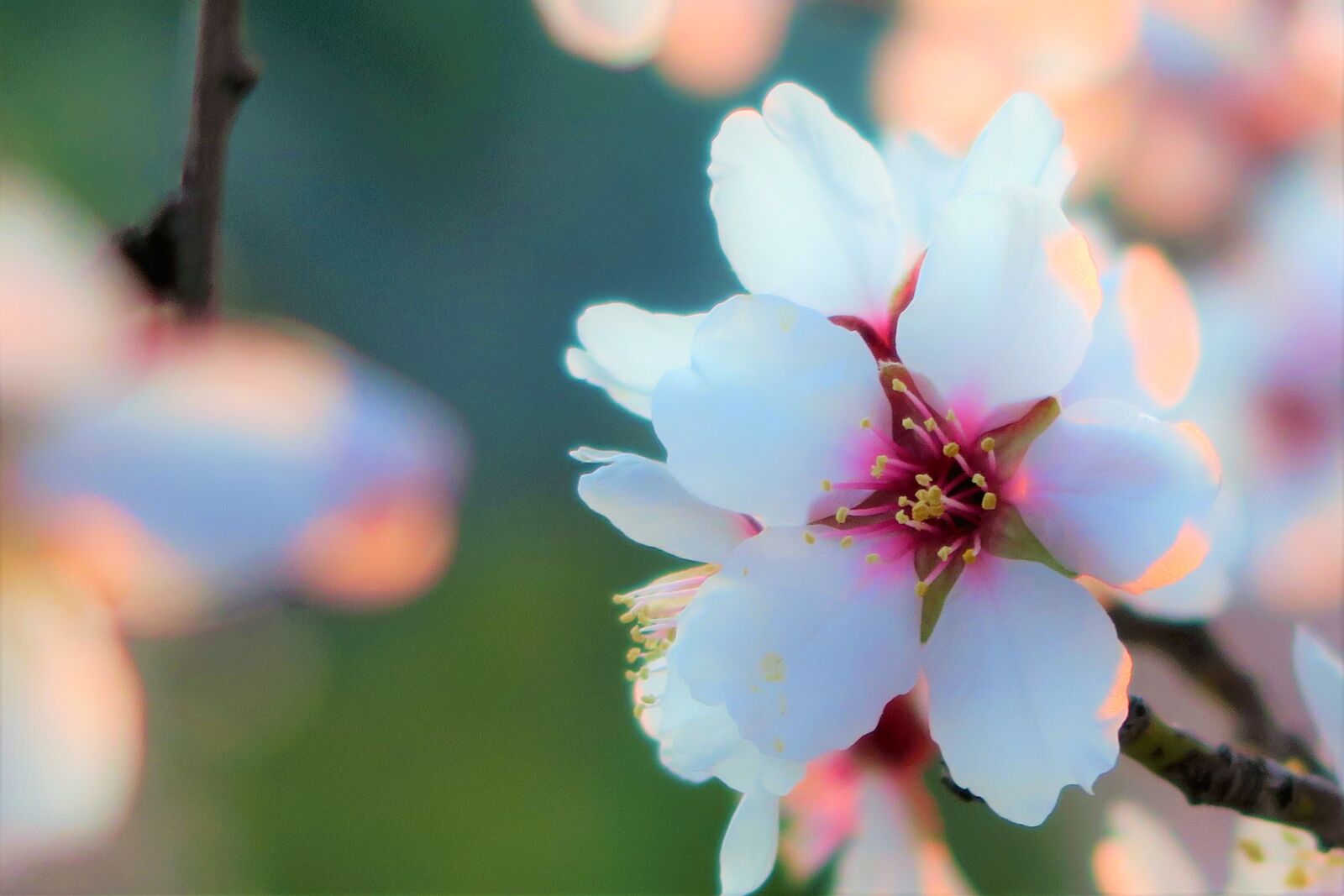 Canon PowerShot G7 X sample photo. Flower, almond, nature photography