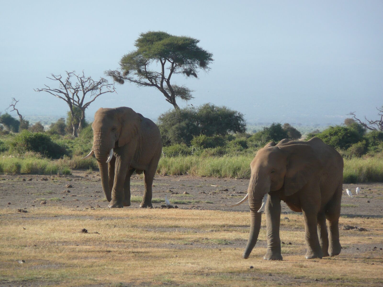 Panasonic DMC-TZ3 sample photo. Elephants, friends, kenya photography
