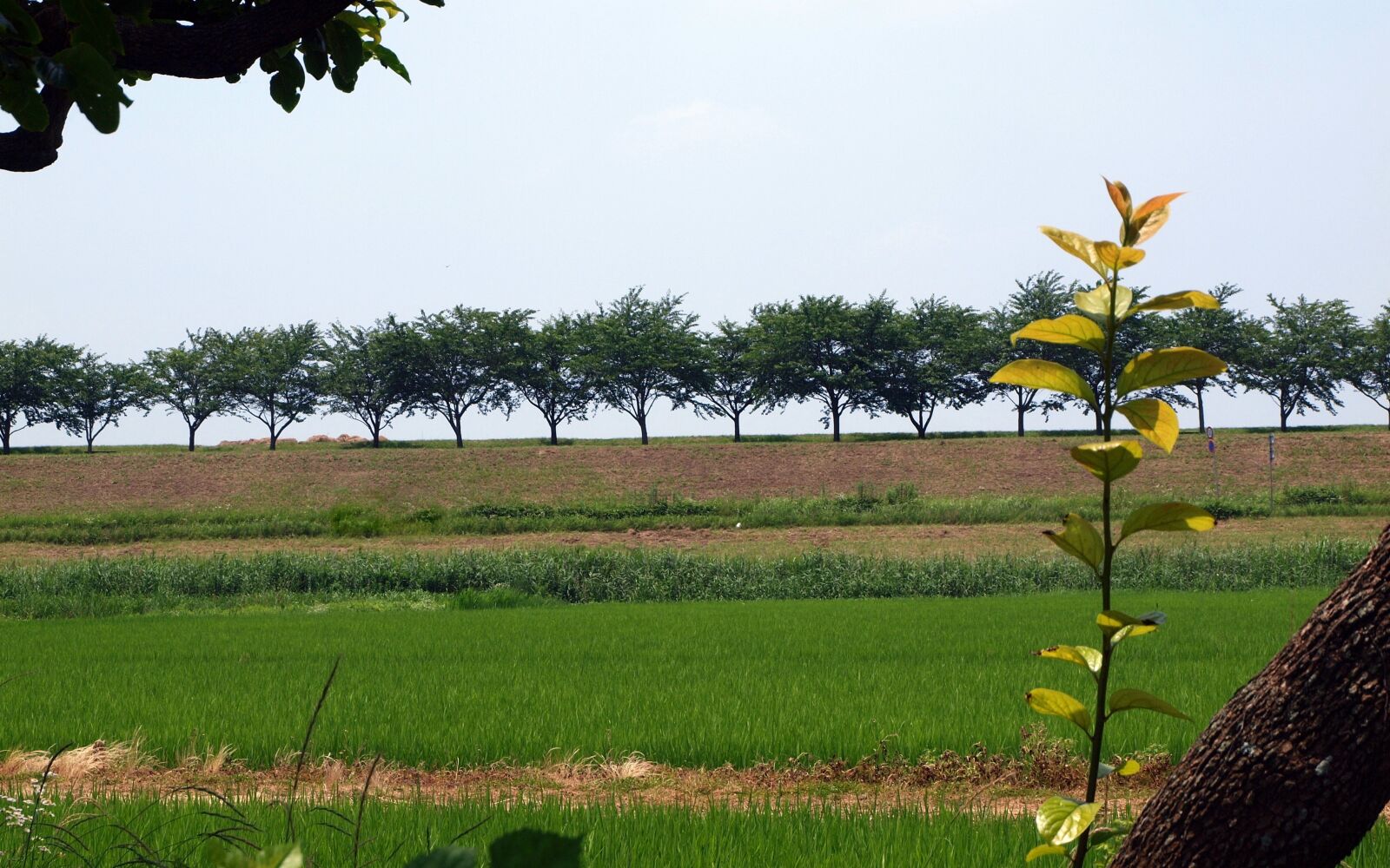 Olympus E-30 sample photo. Natural, landscape, yamada's rice photography