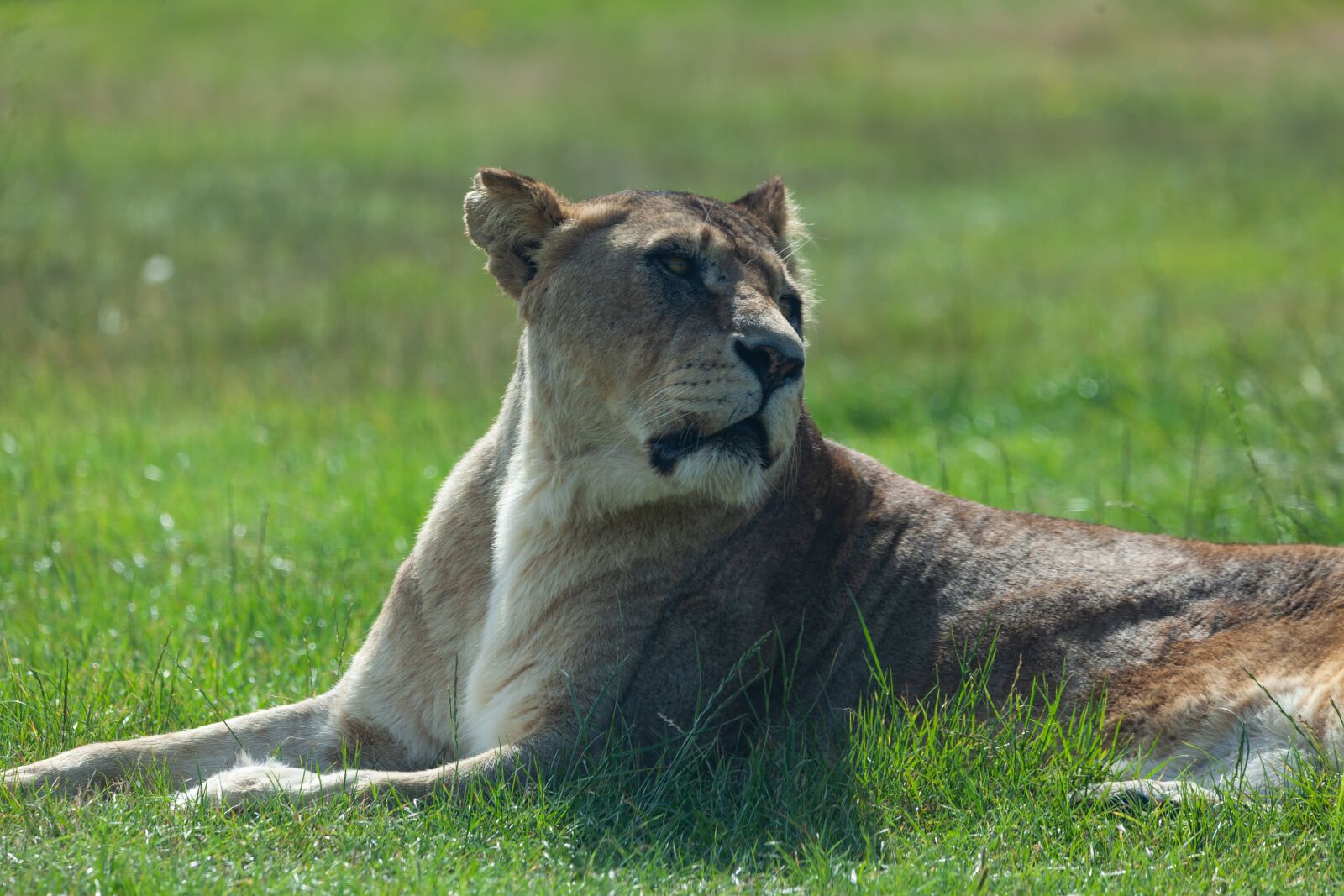 150-600mm F5-6.3 DG OS HSM | Contemporary 015 sample photo. Lioness, laying, hunter photography