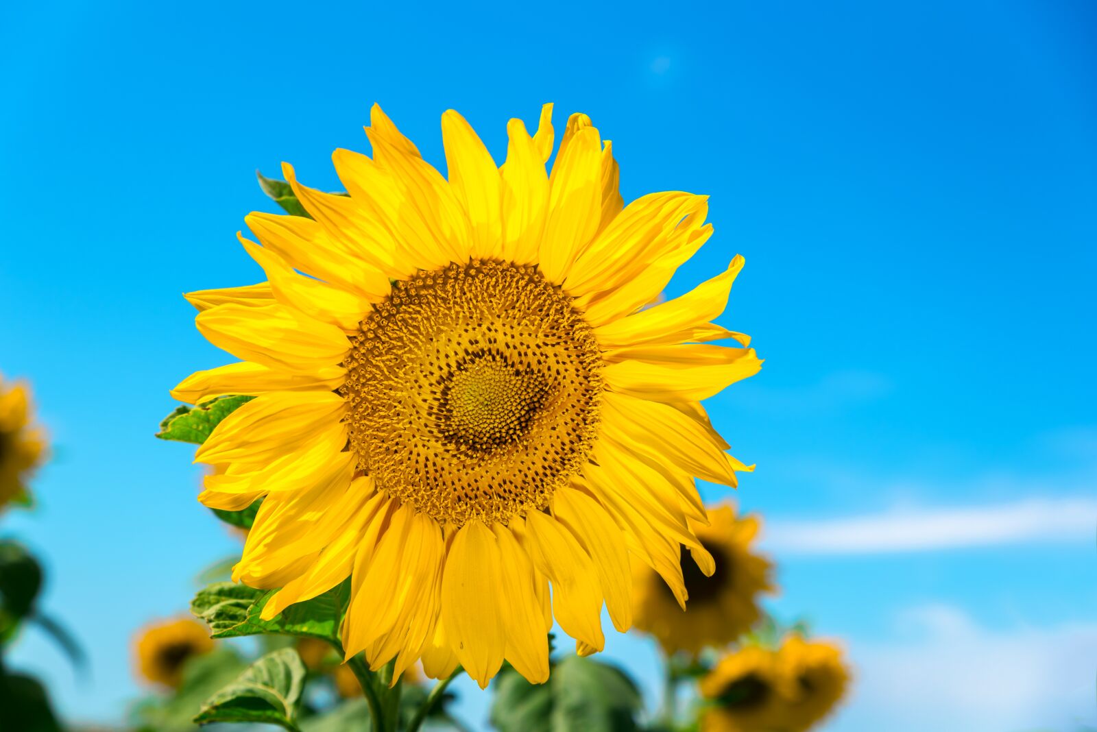 Nikon D750 sample photo. Sunflower, korea, sf photography