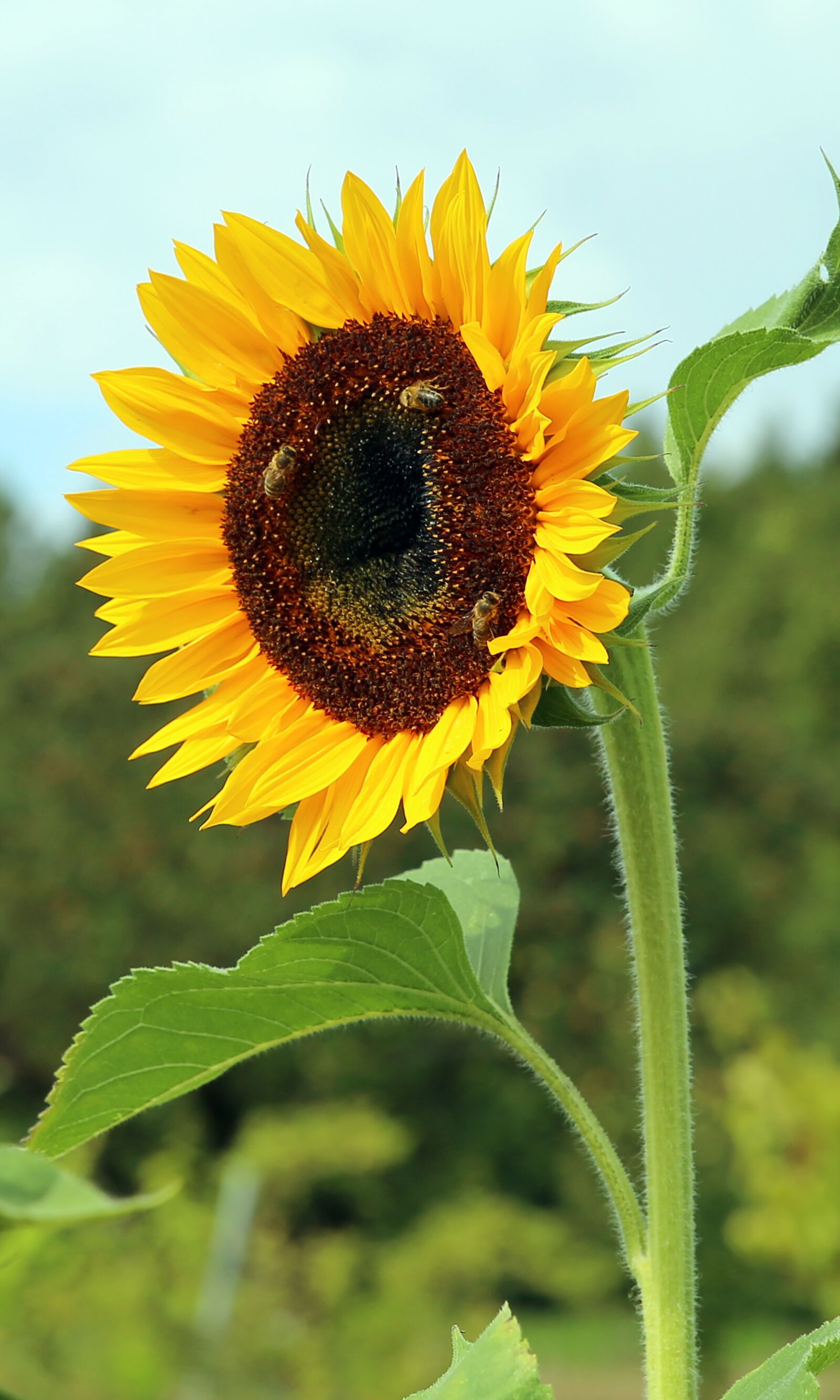 Canon EF 24-70mm F2.8L II USM sample photo. Sunflower, blossom, bloom photography