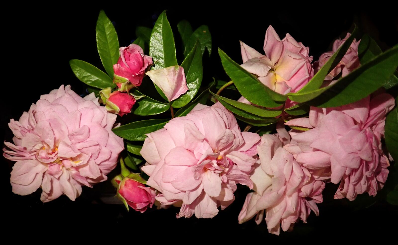 Olympus TG-5 sample photo. Flowers, pink, roses photography