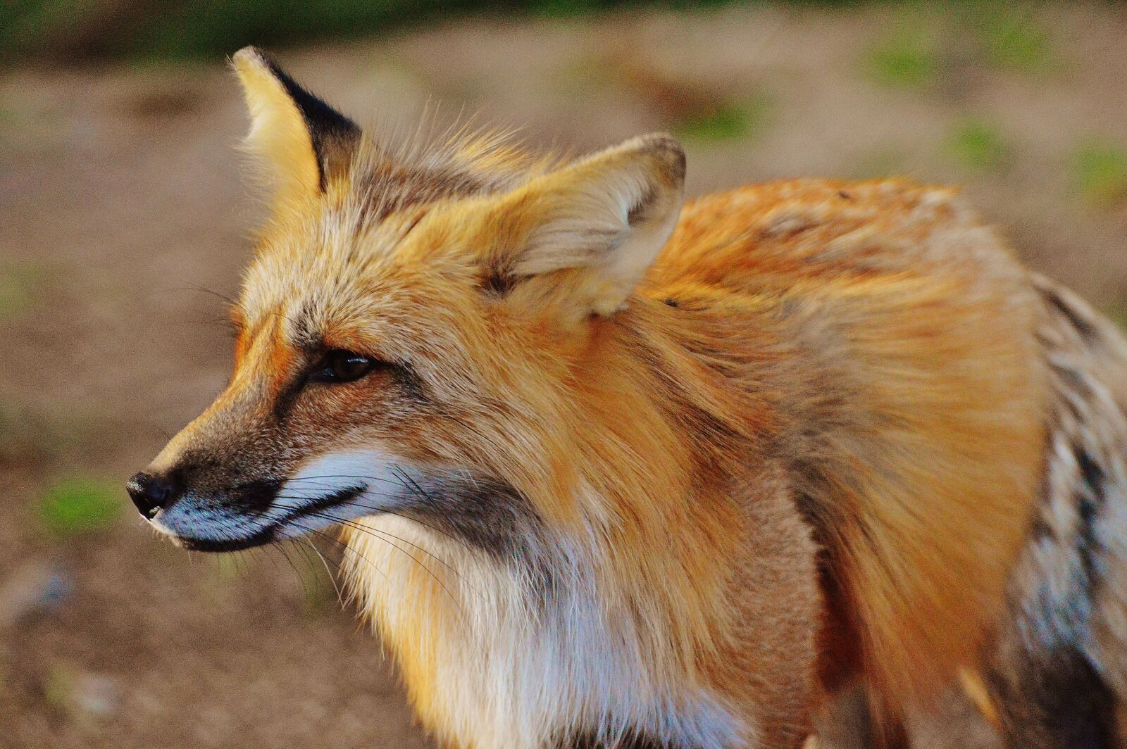 Nikon D3200 sample photo. Fuchs, wild animal, predator photography