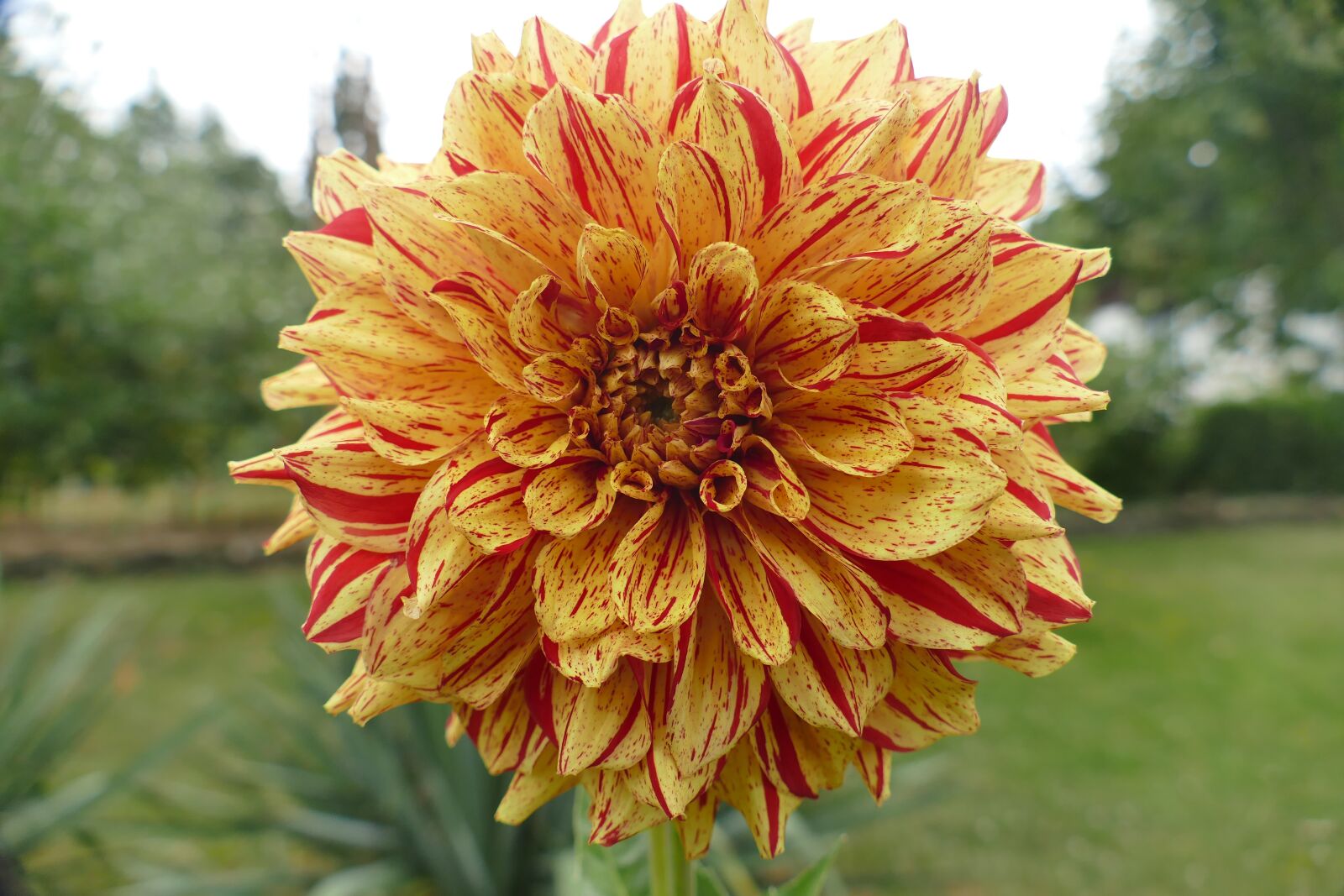 Panasonic Lumix DMC-FZ1000 sample photo. Dahlia, plant, blossom photography