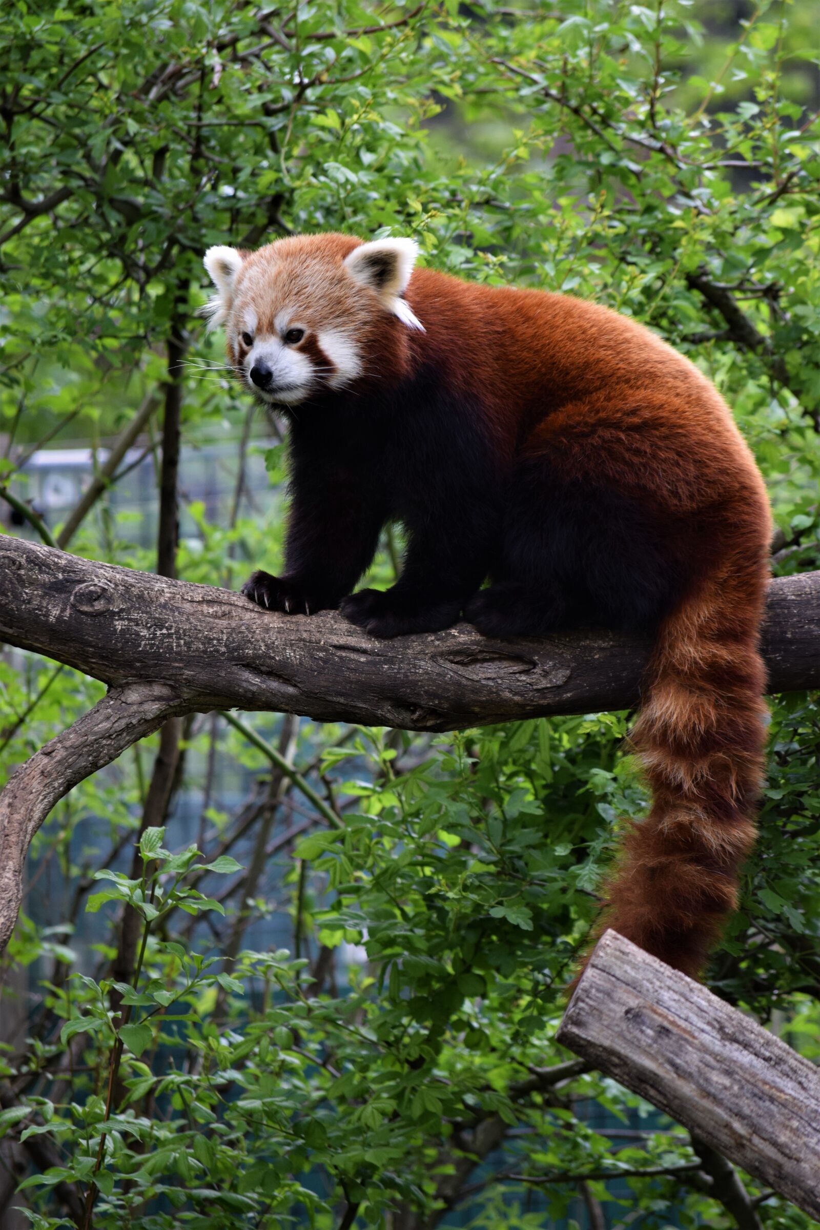 Nikon D3300 sample photo. Red panda, vienna, zoo photography