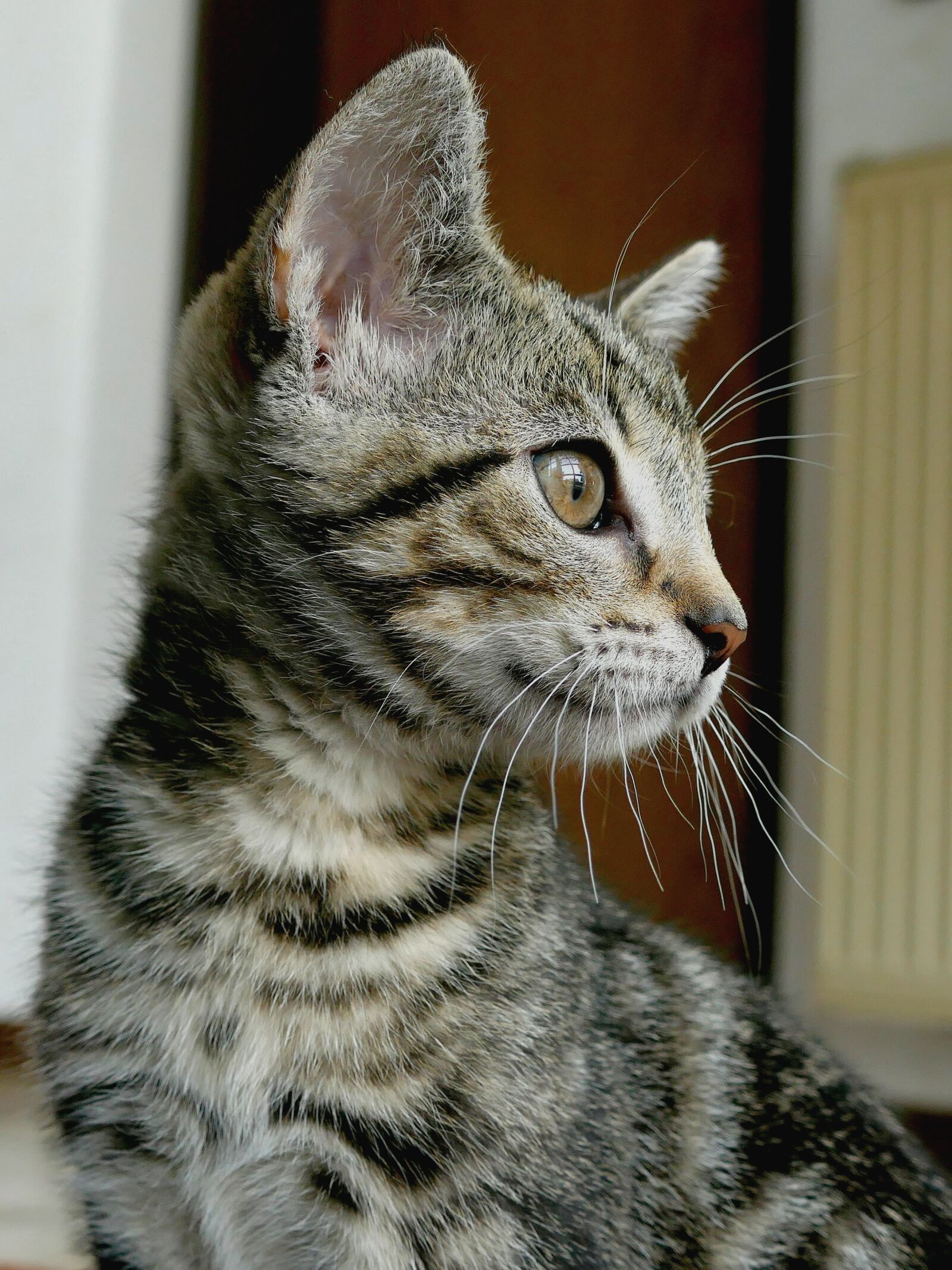 Panasonic Lumix DMC-FZ1000 sample photo. Cat, cat baby, young photography