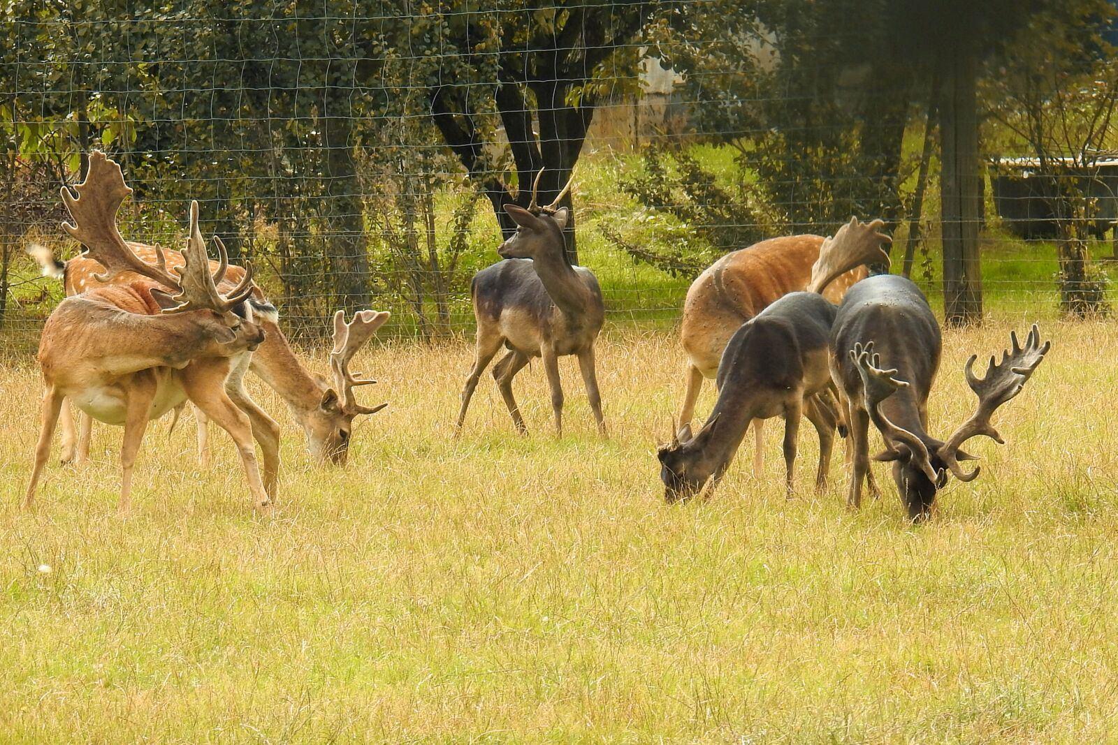 Nikon Coolpix P900 sample photo. Deer, deer park, fallow photography