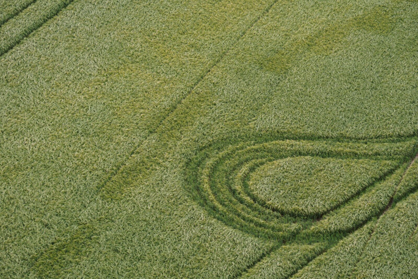 Sony E 55-210mm F4.5-6.3 OSS sample photo. Field, green, flight photography