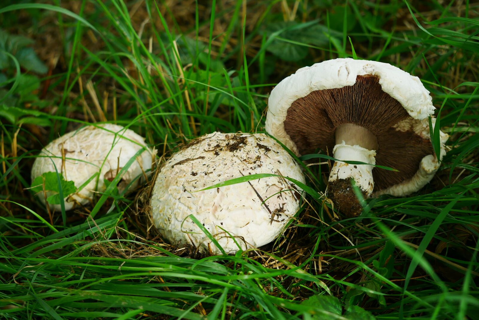 Panasonic Lumix DC-GX850 (Lumix DC-GX800 / Lumix DC-GF9) sample photo. Fungi, mushroom, meadow mushroom photography
