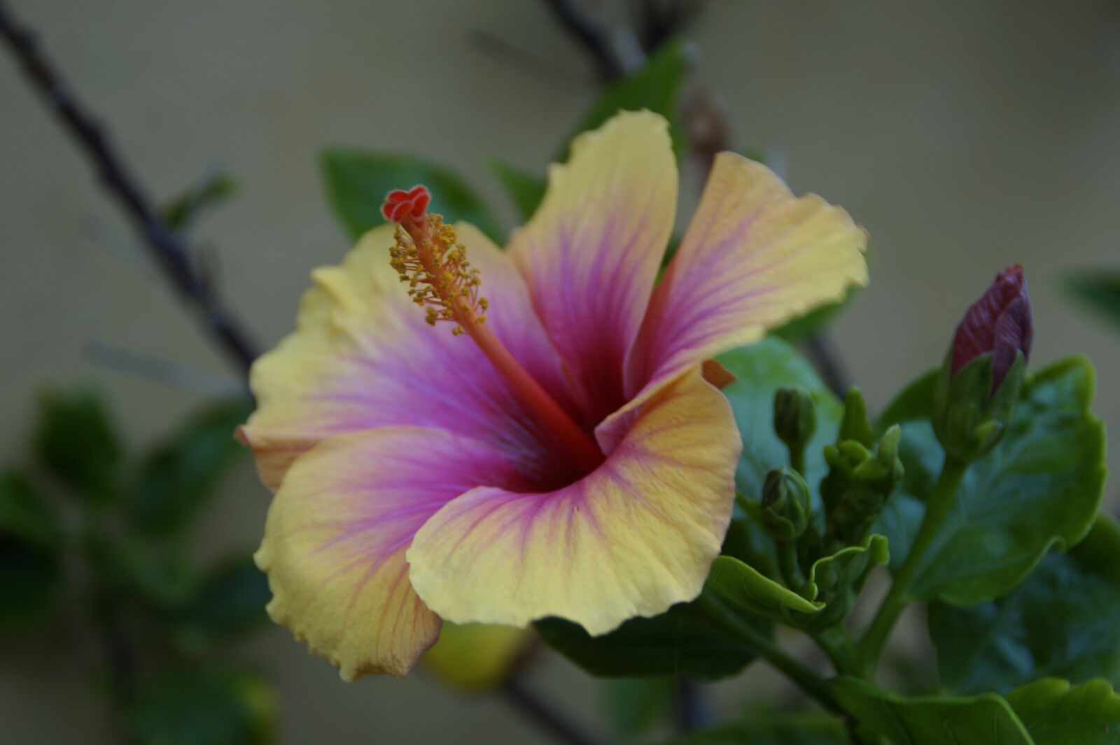 Sony SLT-A58 sample photo. Hibiscus, tropical, exotic photography
