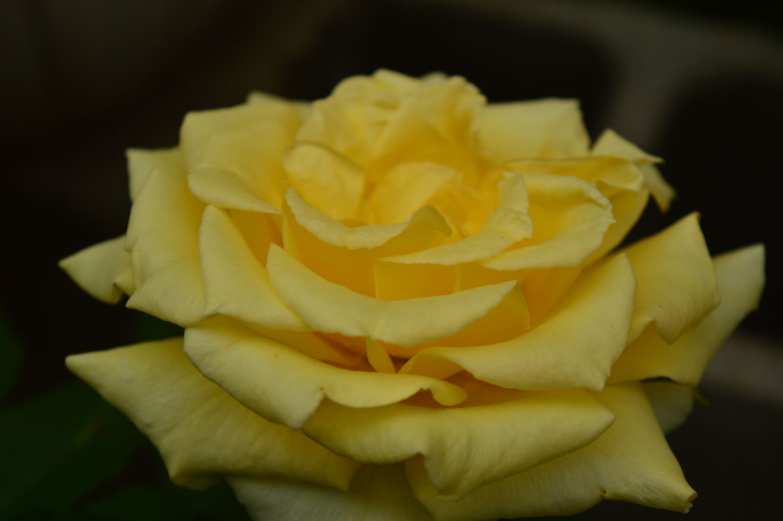 Nikon D3200 sample photo. Yellow flower photography