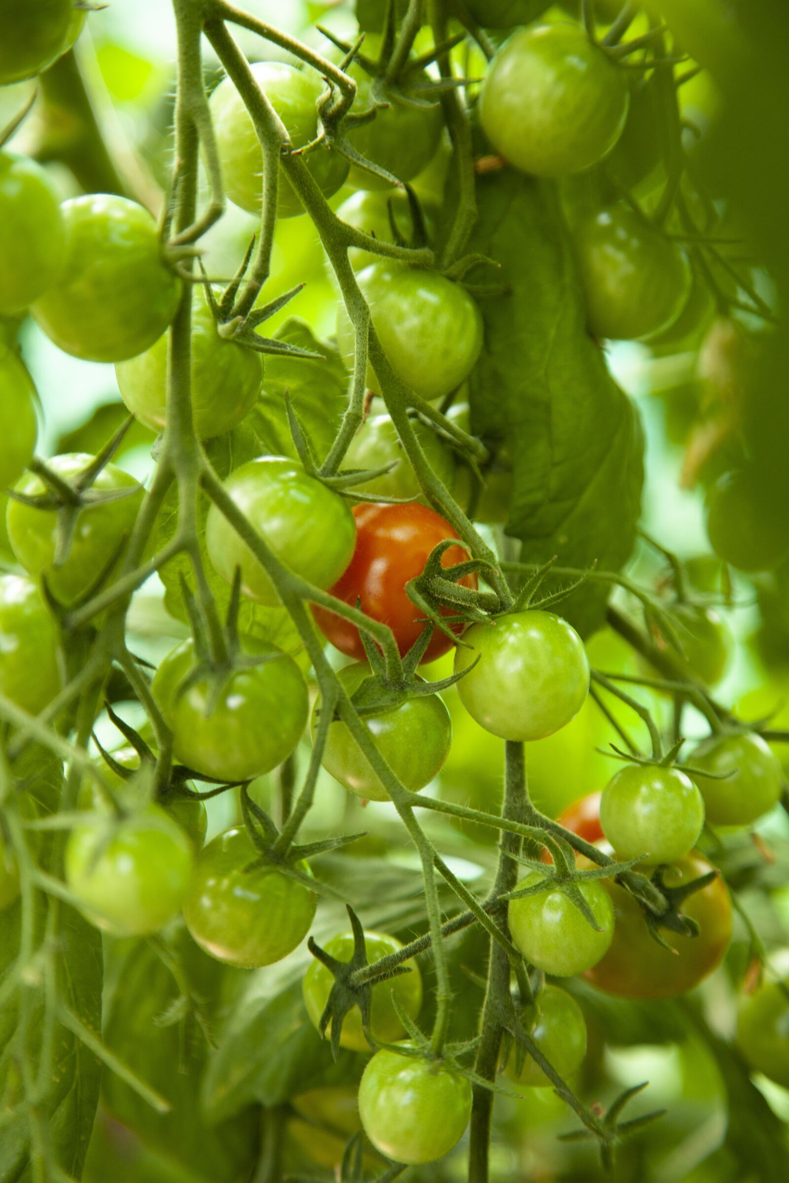 Canon EOS 5D Mark II sample photo. Tomato, plant, ripe photography