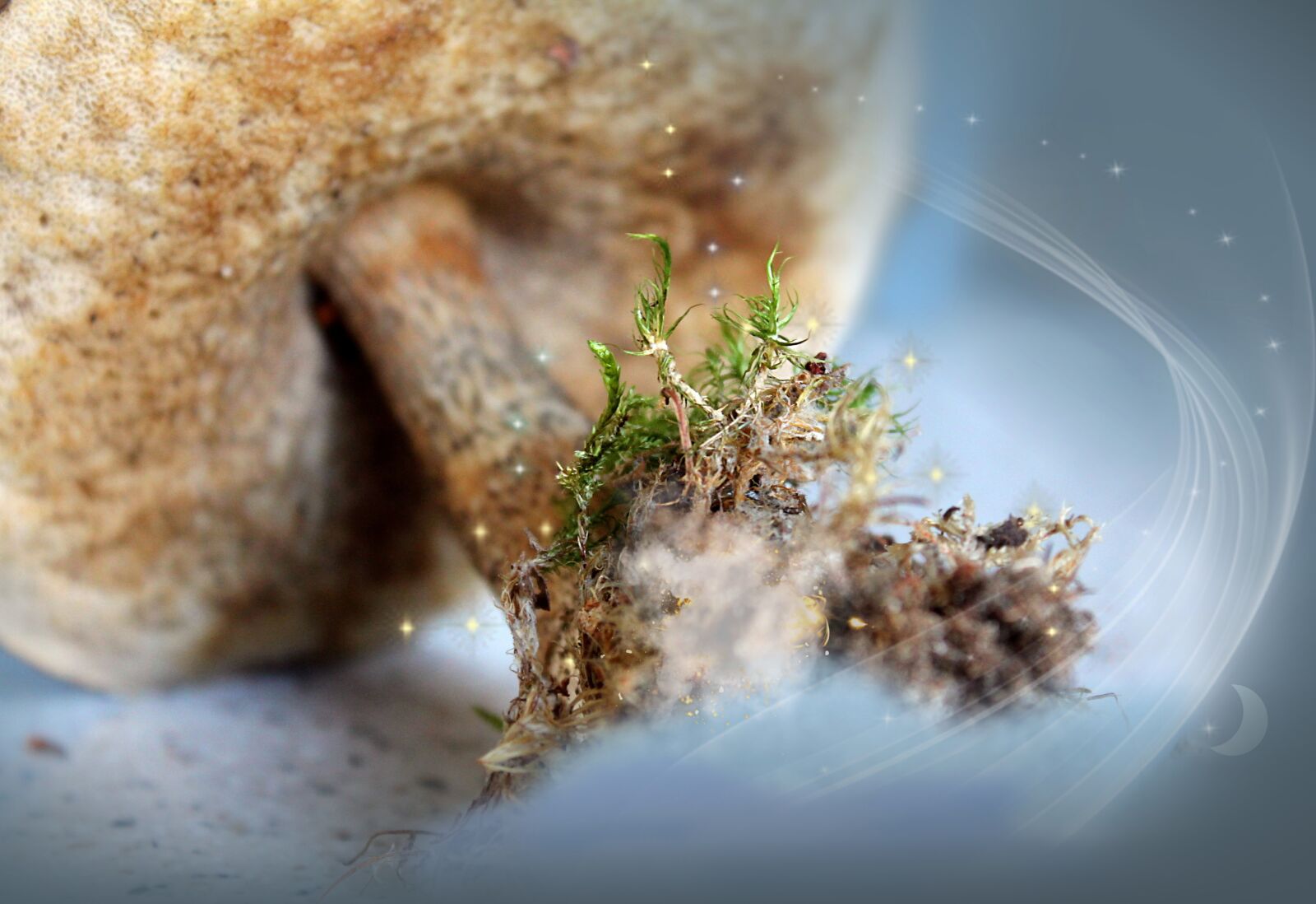 Canon EOS 1100D (EOS Rebel T3 / EOS Kiss X50) sample photo. Mushroom, mushrooms, macro photography