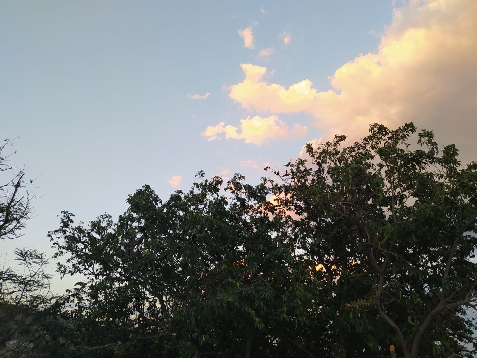 Xiaomi Redmi Note 8 sample photo. Cielo, azul, arbol photography