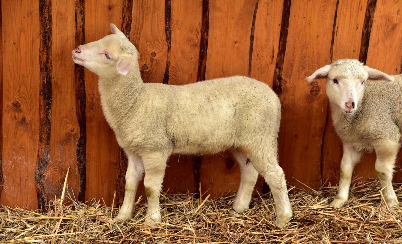 Nikon D750 sample photo. Lamb, sheep, young photography