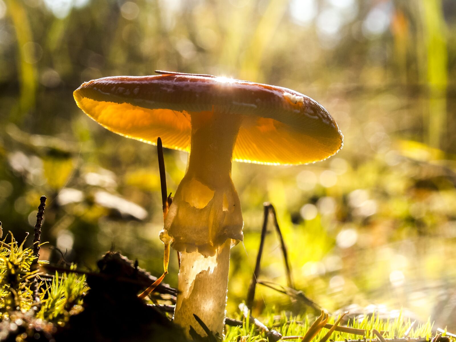 Olympus E-3 sample photo. Mushroom, fly agaric, nature photography