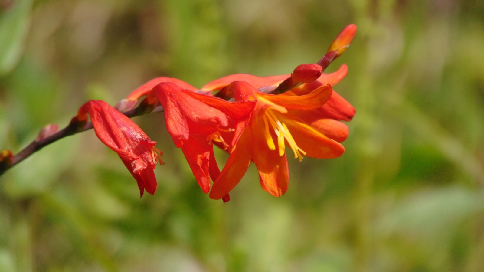 Sony Cyber-shot DSC-H300 sample photo. Flower, orange, yellow flower photography