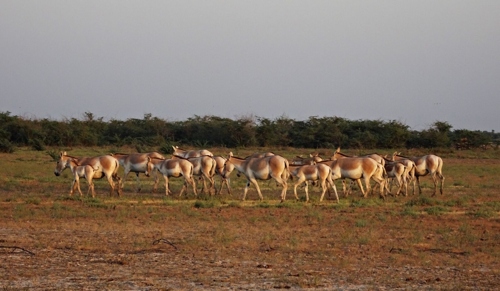 Sony Cyber-shot DSC-HX90V sample photo. Indian wild ass, equus photography