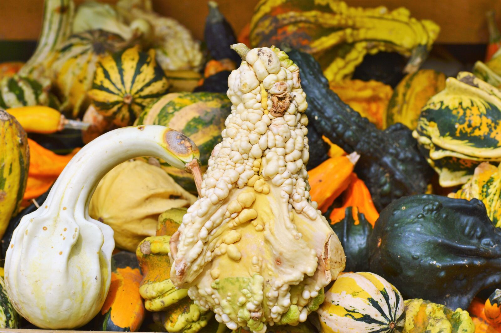 Nikon D3200 sample photo. Pumpkin, fruit, orange photography