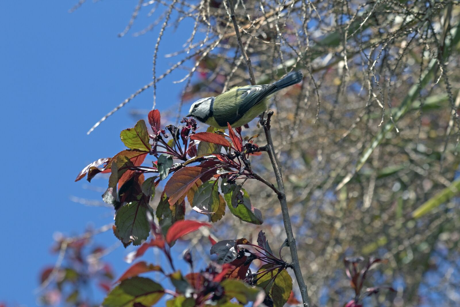 Canon EOS 1300D (EOS Rebel T6 / EOS Kiss X80) sample photo. Blue tit, bird, tree photography