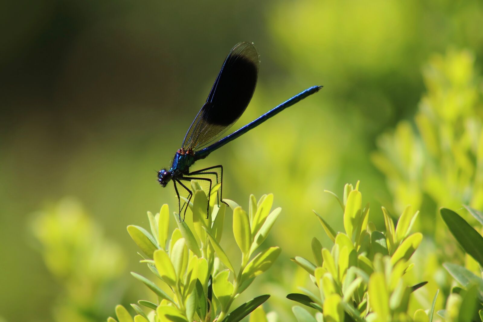 Canon EOS 800D (EOS Rebel T7i / EOS Kiss X9i) sample photo. Insect, dragonfly, wing photography