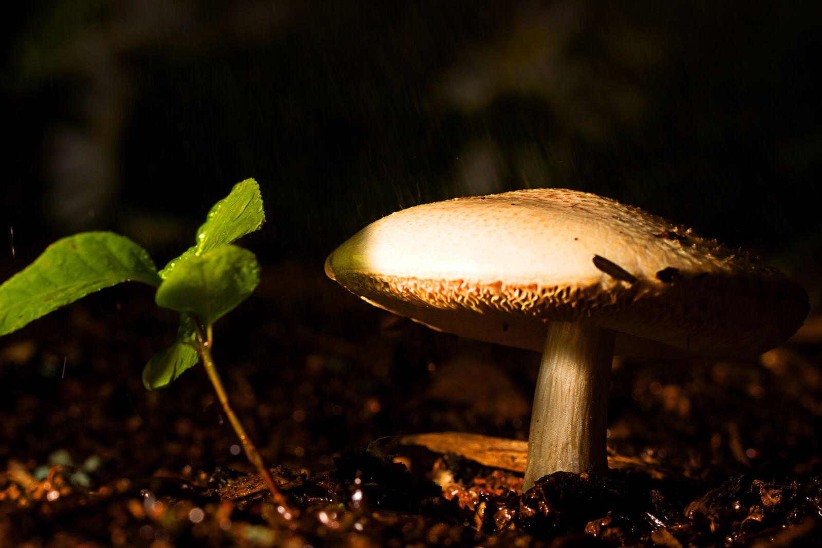 Canon EOS 600D (Rebel EOS T3i / EOS Kiss X5) + Canon EF 100mm F2.8L Macro IS USM sample photo. Mushroom, ground, nature photography