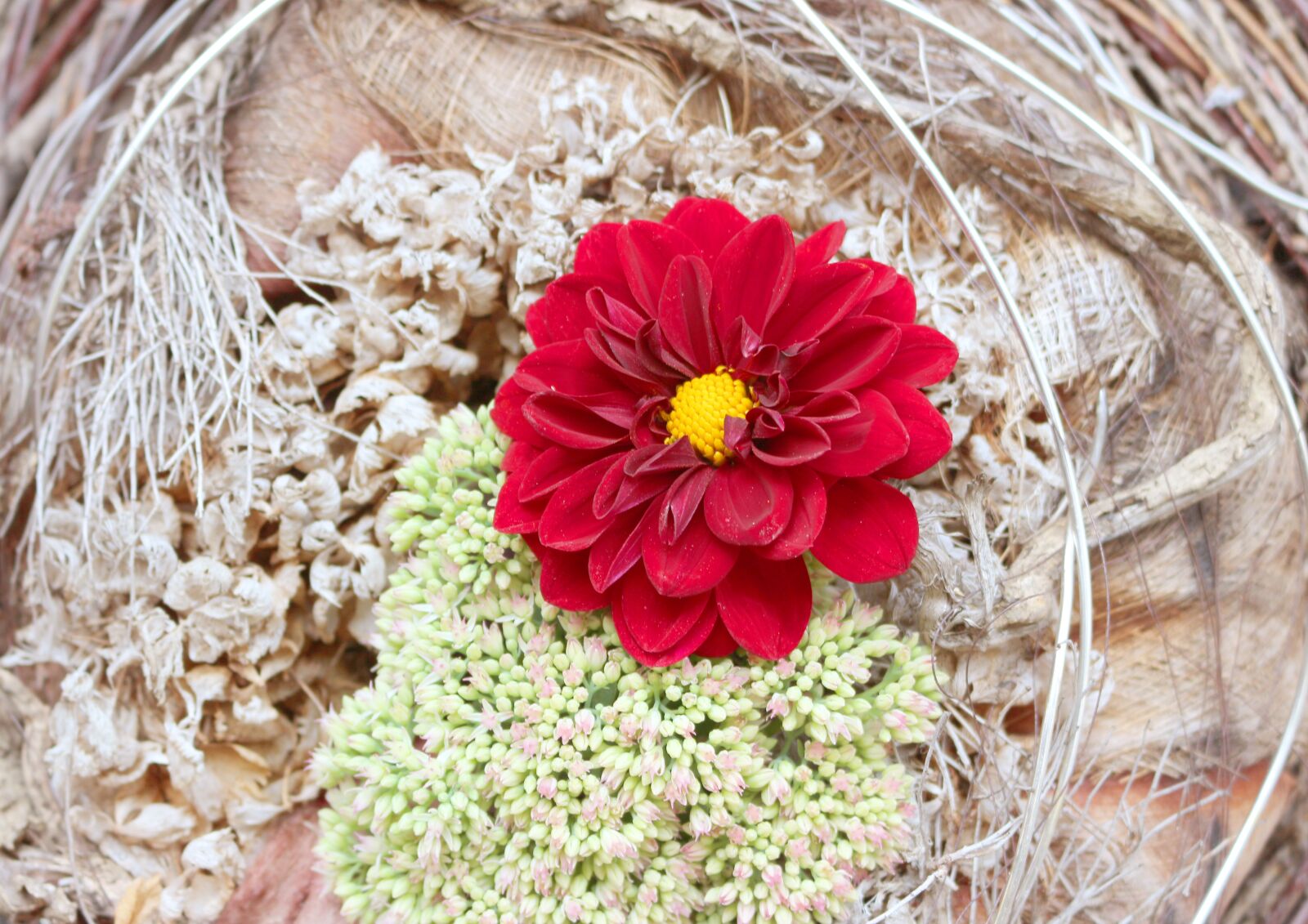 Canon EOS 700D (EOS Rebel T5i / EOS Kiss X7i) sample photo. Dahlia bright, large blooms photography