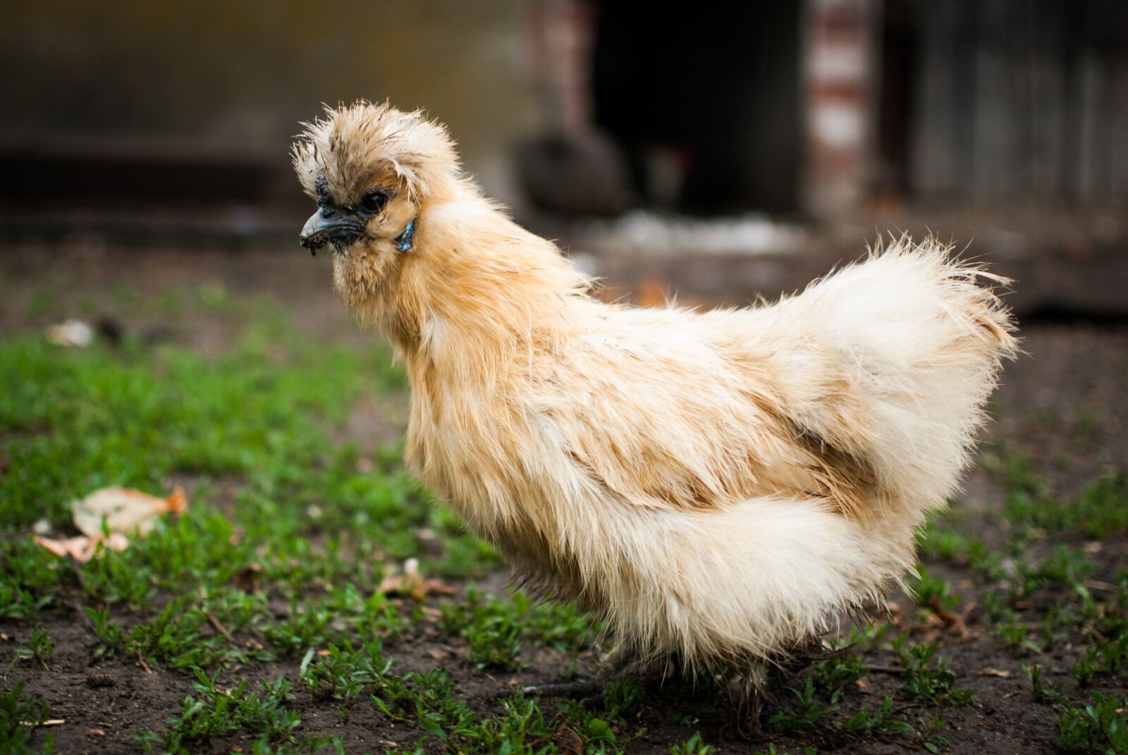 Nikon D60 sample photo. The hen, hairy, silka photography