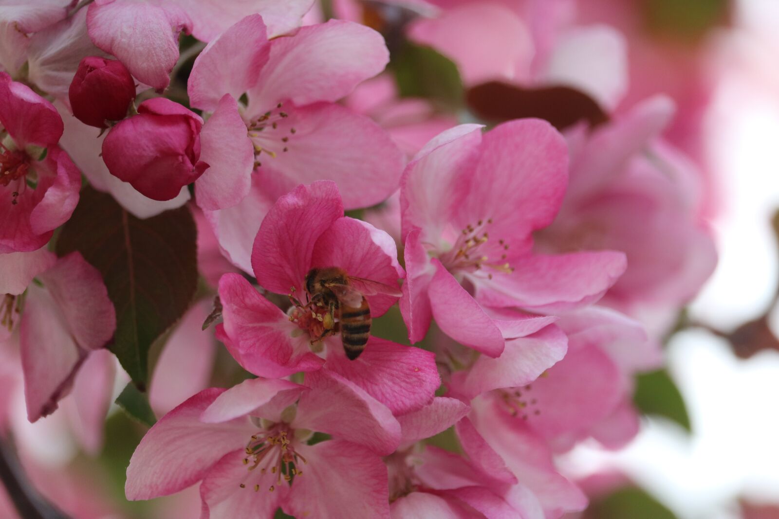 Canon EOS 760D (EOS Rebel T6s / EOS 8000D) sample photo. Bee, pink, flower photography