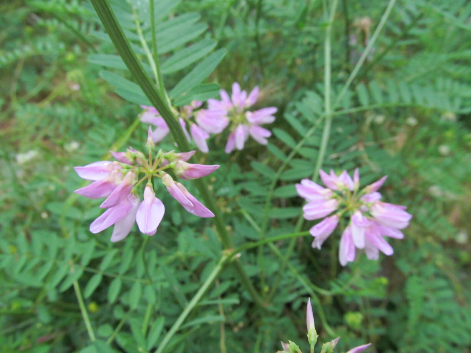 Canon PowerShot SX150 IS sample photo. Flower, macro, nature photography