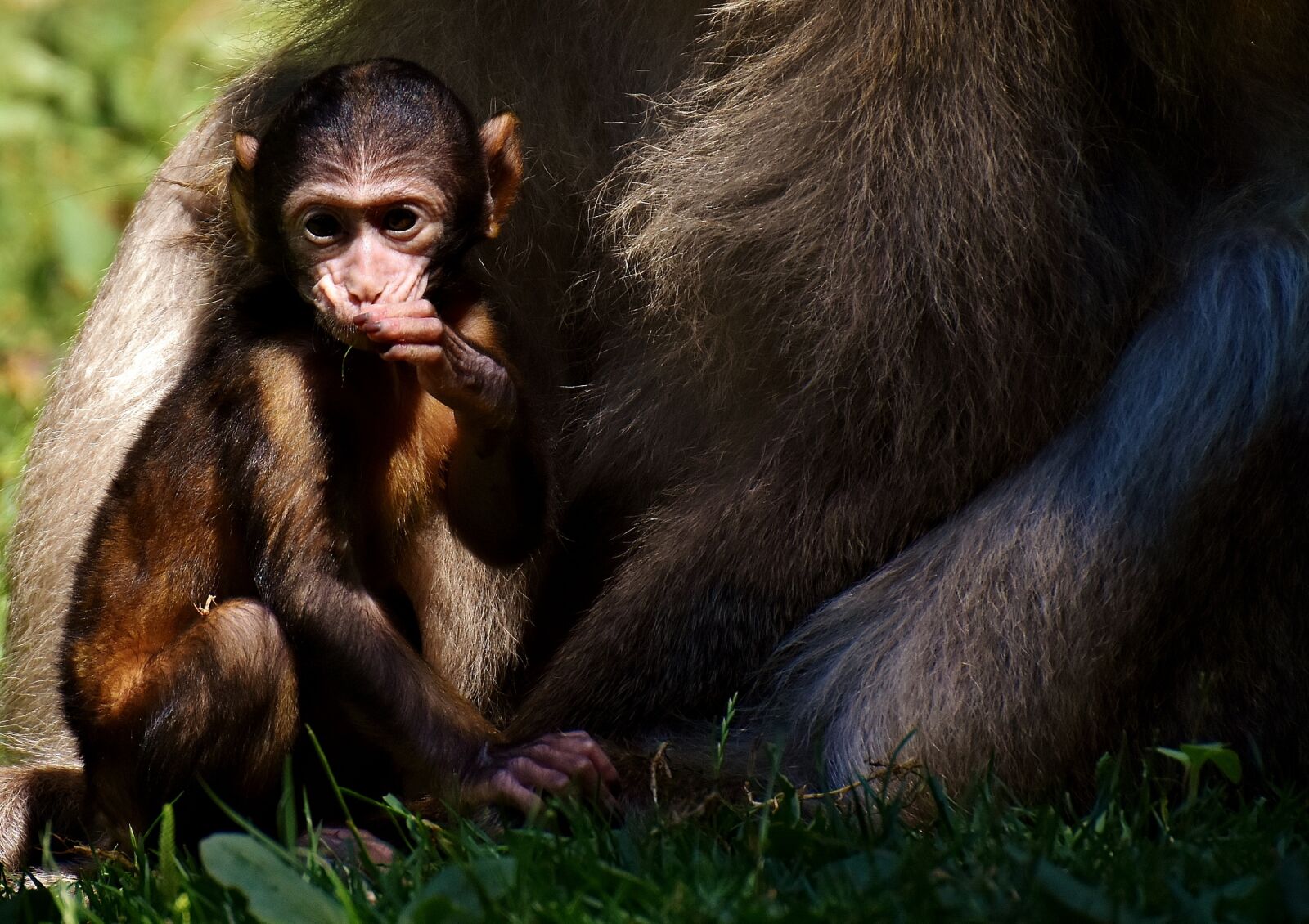 Nikon D7200 sample photo. Ape, barbary ape, baby photography