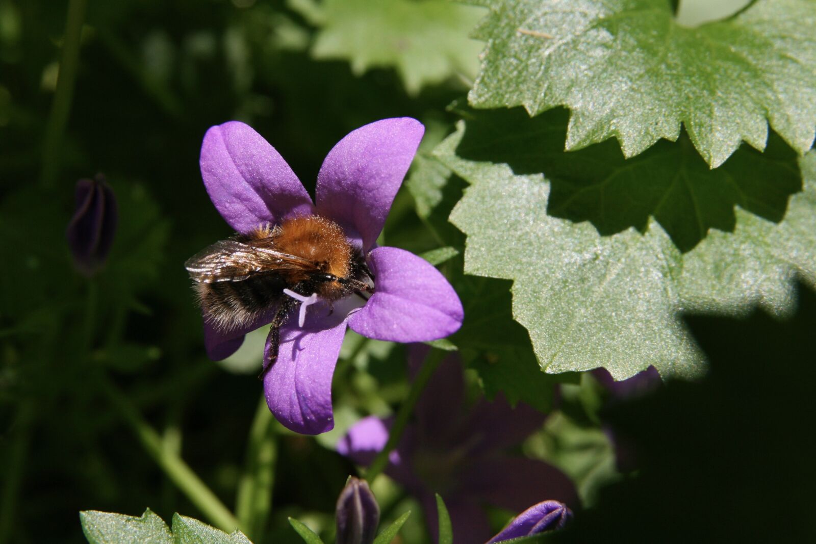 Canon EOS 400D (EOS Digital Rebel XTi / EOS Kiss Digital X) sample photo. Insect, hummel, nectar photography