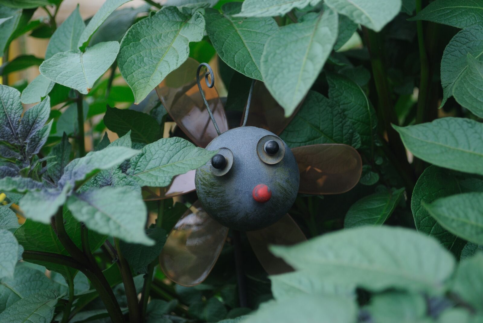 Nikon D3000 sample photo. Cheerful, garden, summer photography