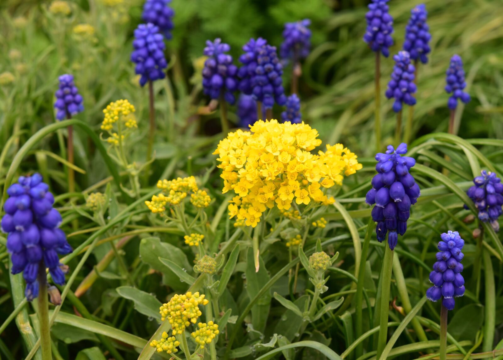 Nikon D5600 sample photo. Flowers, flowers muscari, hyacinth photography
