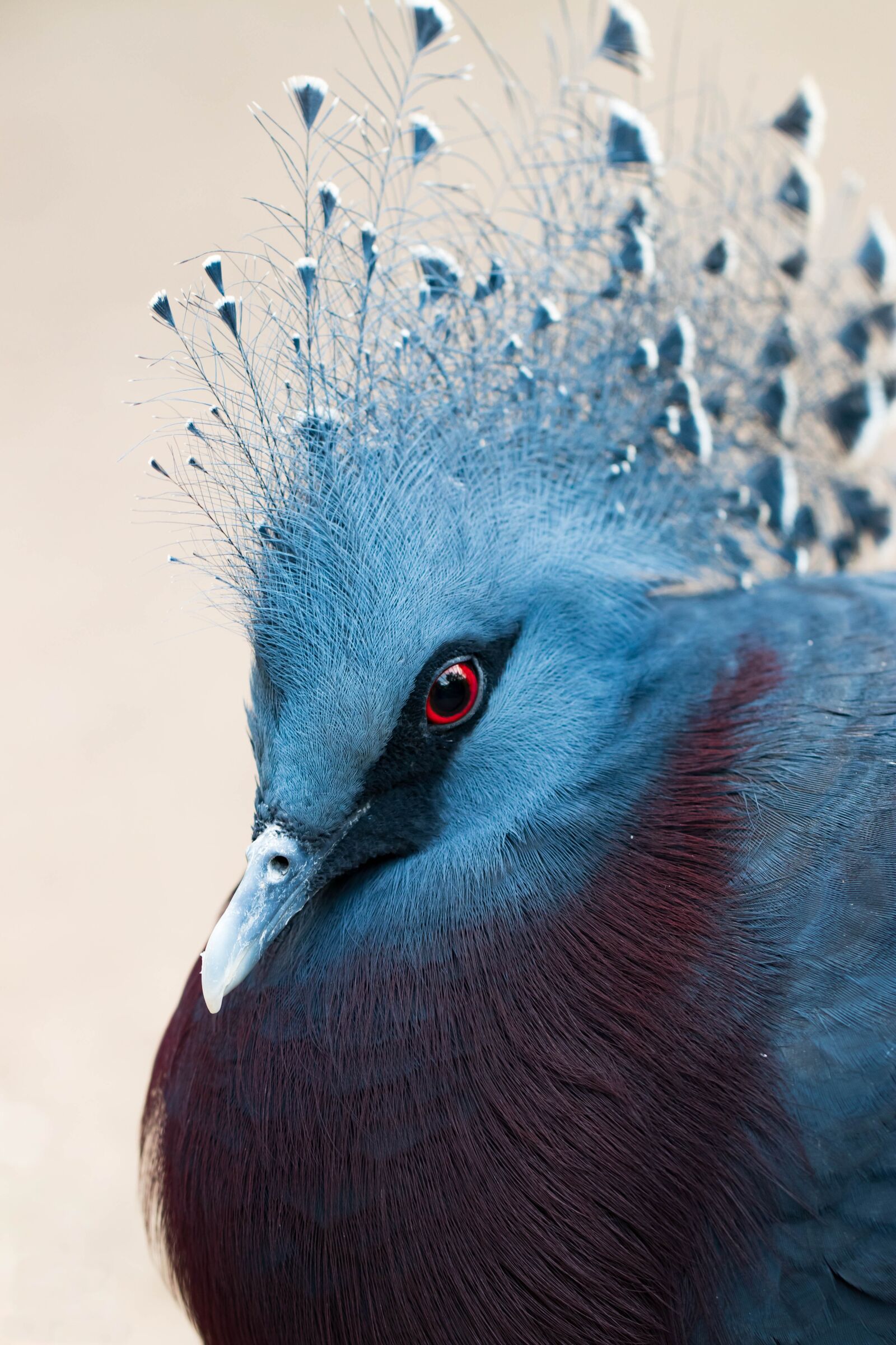 Canon EF 100mm F2.8L Macro IS USM sample photo. Bird, plumage, birds photography