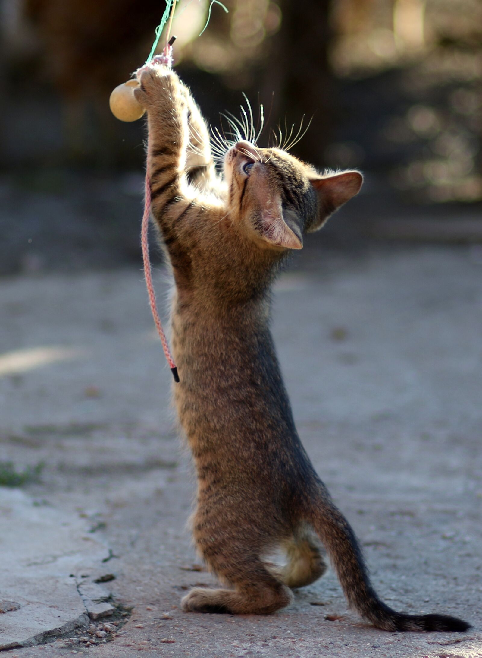 Canon EF 85mm F1.8 USM sample photo. Cat, small, play photography