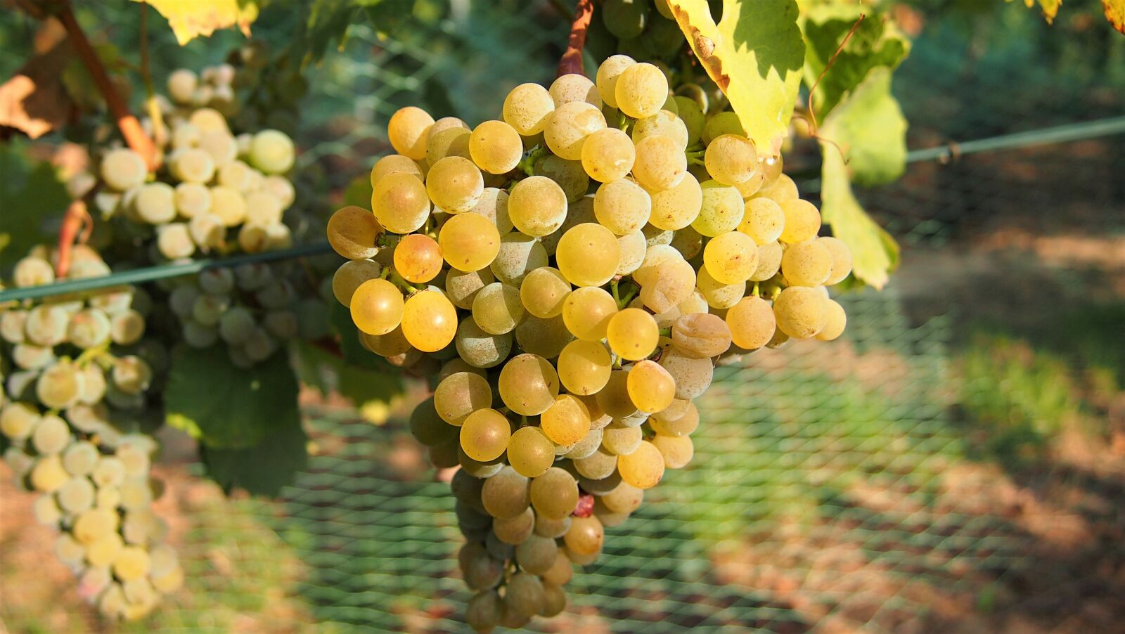 Olympus PEN E-PM1 sample photo. Grapes, wine, fruit photography