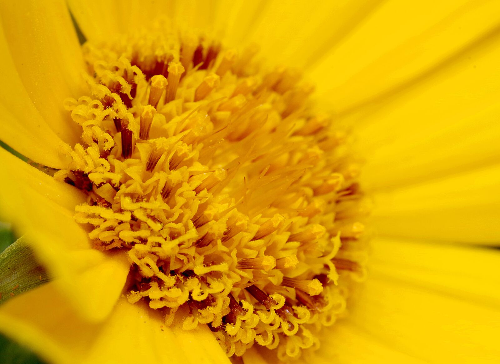 Pentax K-S2 sample photo. Flower, the interior of photography