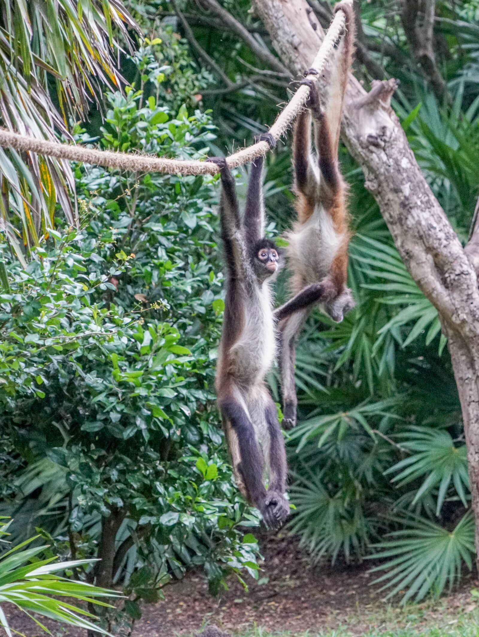 Sony a7R II + Sony FE 24-240mm F3.5-6.3 OSS sample photo. Spider monkeys, playing, cute photography