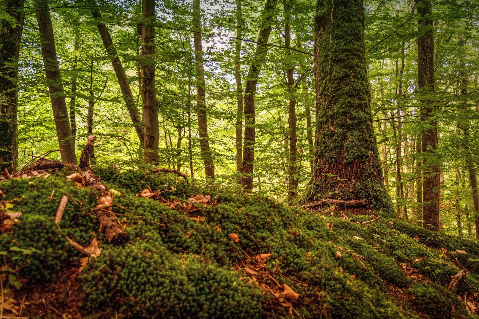 Nikon D3300 sample photo. Moss, hill, wood, tree photography