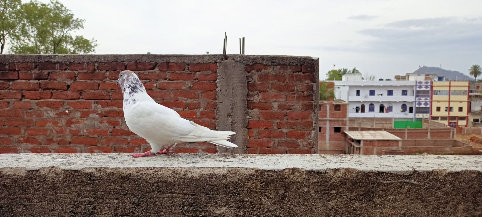 Realme RMX2001 sample photo. Pigeon, fly, bird photography