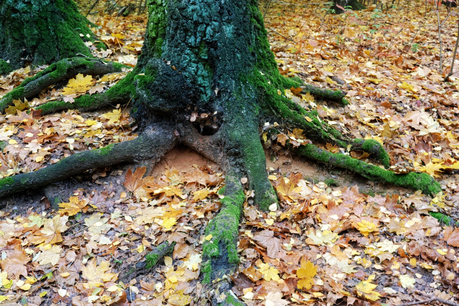 Nikon D3100 sample photo. Tree, trunk, the root photography