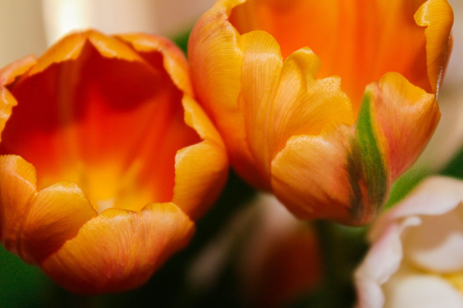 Canon EOS 1200D (EOS Rebel T5 / EOS Kiss X70 / EOS Hi) sample photo. Tulips, orange, arrangement photography
