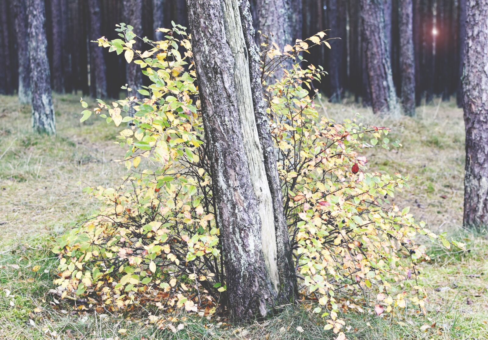 Nikon D7200 sample photo. Tree, autumn, bush photography