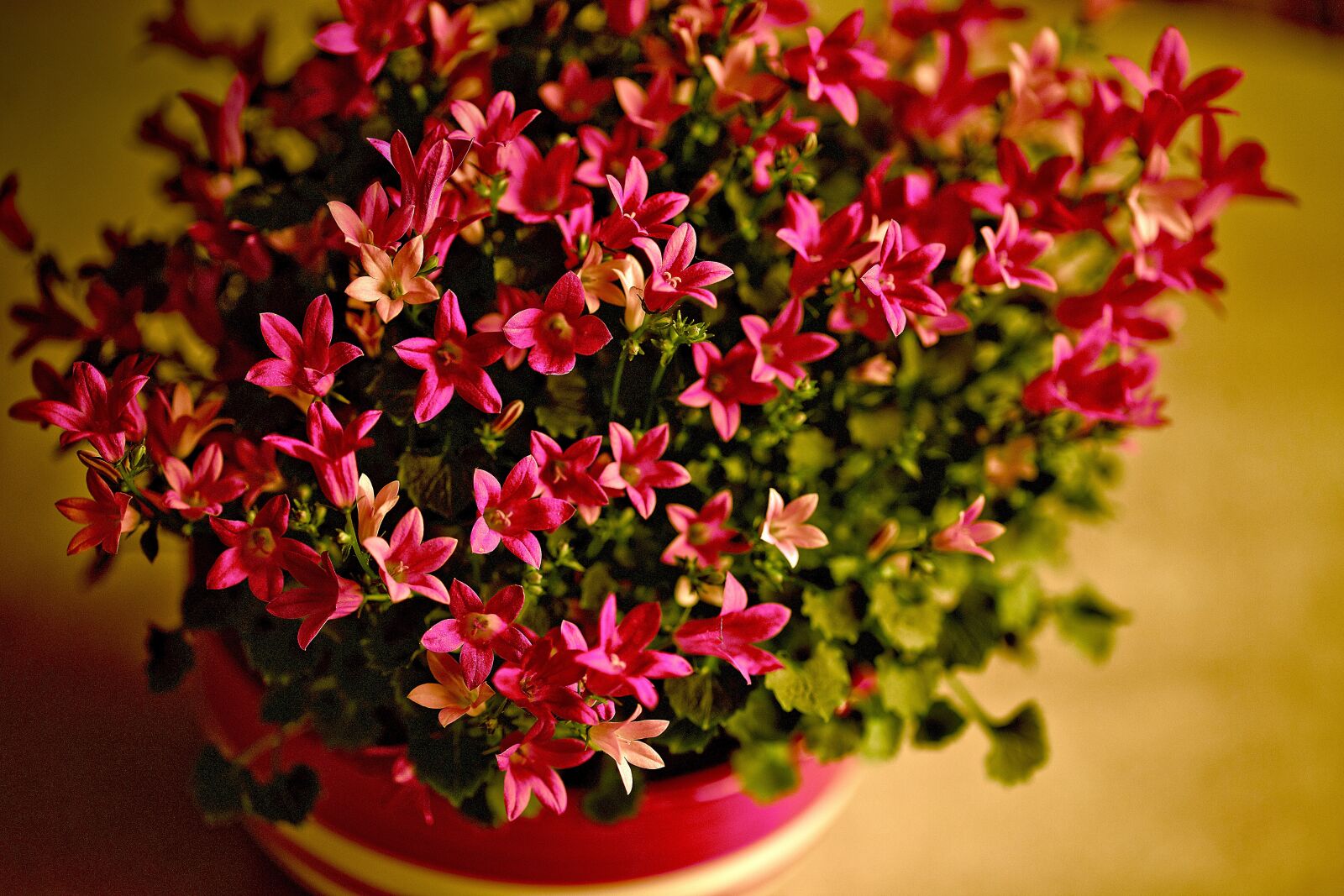 Canon EOS 5D Mark II sample photo. Flowers, flowering, small flowers photography